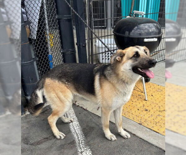 Medium Photo #1 German Shepherd Dog Puppy For Sale in Tracy, CA, USA