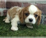 Small #11 Cavalier King Charles Spaniel