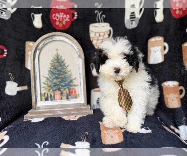Medium Photo #4 YorkiePoo Puppy For Sale in LAKELAND, FL, USA