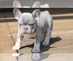 Small #21 French Bulldog
