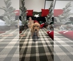Puppy Cocoa Golden Retriever