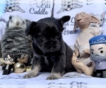 Small Photo #79 French Bulldog Puppy For Sale in MIMS, FL, USA