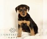 Small #2 Airedale Terrier