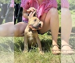 Small #3 Cane Corso