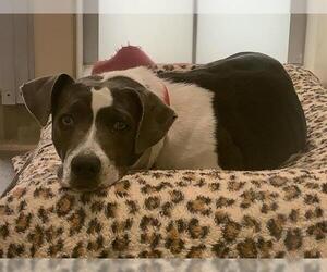 American Pit Bull Terrier-Unknown Mix Dogs for adoption in Berkeley , CA, USA