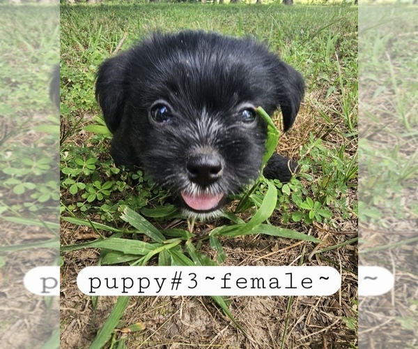 Medium Photo #4 Yorkshire Terrier Puppy For Sale in MOUNT VERNON, MO, USA