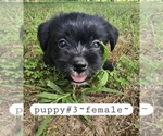 Small #3 Yorkshire Terrier