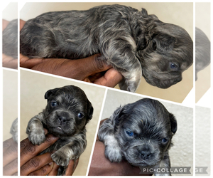 French Bulldog Puppy for sale in SPRINGFIELD, MO, USA