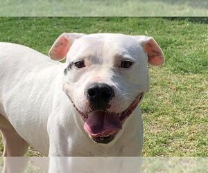 American Pit Bull Terrier Dogs for adoption in Temple, TX, USA