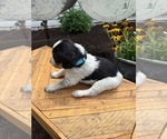Small Photo #13 Bernedoodle-Bluetick Coonhound Mix Puppy For Sale in RINGTOWN, PA, USA