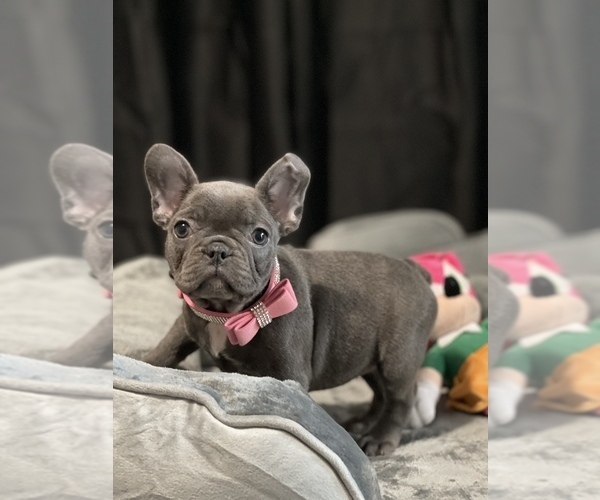 Medium Photo #1 French Bulldog Puppy For Sale in LOS ANGELES, CA, USA