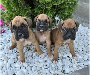 Boxer Puppy for sale in HOLLAND, MI, USA
