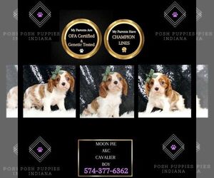 Cavalier King Charles Spaniel Puppy for sale in WARSAW, IN, USA