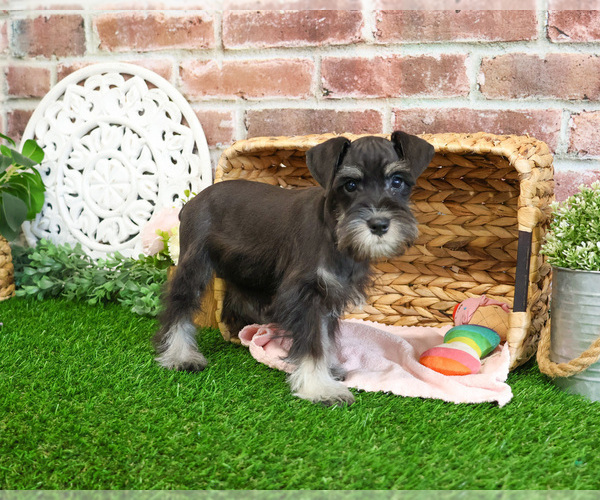Medium Photo #7 Schnauzer (Miniature) Puppy For Sale in SYRACUSE, IN, USA