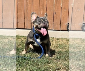 French Bulldog Puppy for sale in OJAI, CA, USA