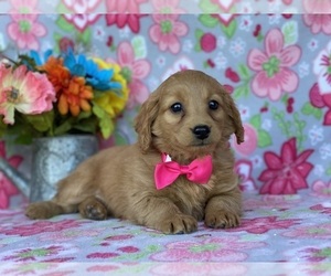 Goldendoodle (Miniature) Puppy for sale in LANCASTER, PA, USA