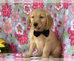 Golden Retriever Puppy for sale in LANCASTER, PA, USA