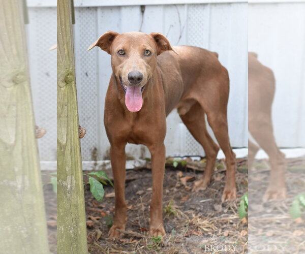 Medium Photo #1 Doberman Pinscher-Unknown Mix Puppy For Sale in Brewster, NY, USA