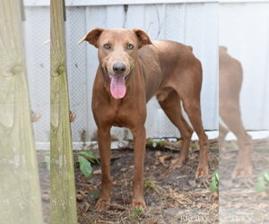 Doberman Pinscher-Unknown Mix Dogs for adoption in Brewster, NY, USA