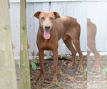 Small Doberman Pinscher Mix