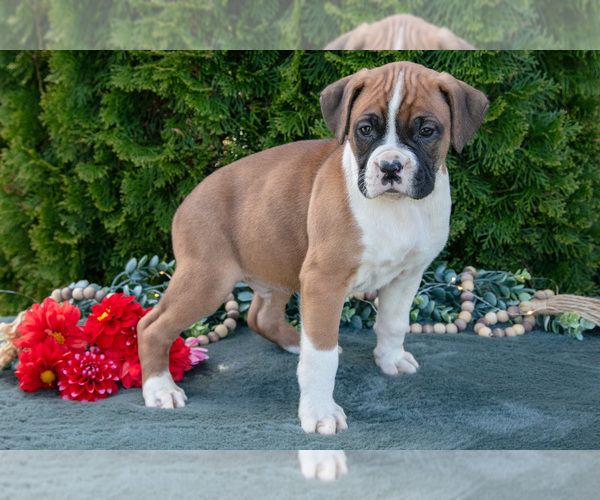 Medium Photo #3 Boxer Puppy For Sale in SHILOH, OH, USA