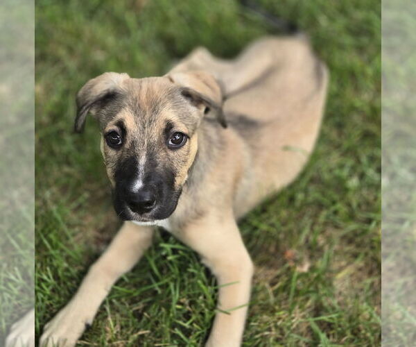 Medium Photo #6 American Pit Bull Terrier-Unknown Mix Puppy For Sale in Fargo, ND, USA