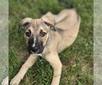 Small #5 American Pit Bull Terrier Mix