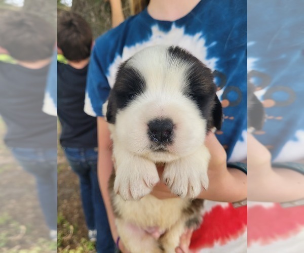 Medium Photo #2 Saint Bernard Puppy For Sale in BETHEL, MO, USA