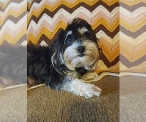 Mother of the Havanese puppies born on 12/04/2020