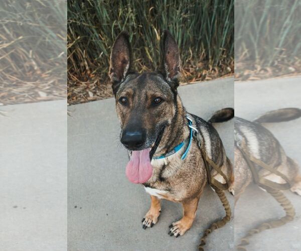 Medium Photo #12 Mutt Puppy For Sale in Sandy, UT, USA