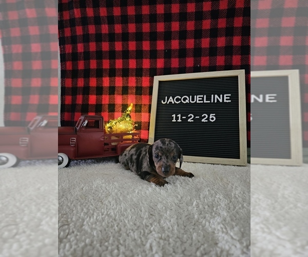 Medium Photo #3 Dachshund Puppy For Sale in NAPPANEE, IN, USA