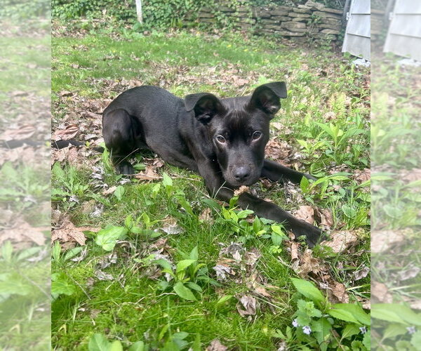 Medium Photo #4 Labrador Retriever-Unknown Mix Puppy For Sale in Springdale, PA, USA