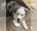 Small #5 Miniature Australian Shepherd