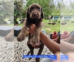 Small #5 Labrador Retriever