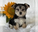 Small #8 Morkie