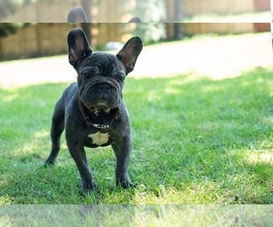 French Bulldog Puppy for sale in NAPERVILLE, IL, USA