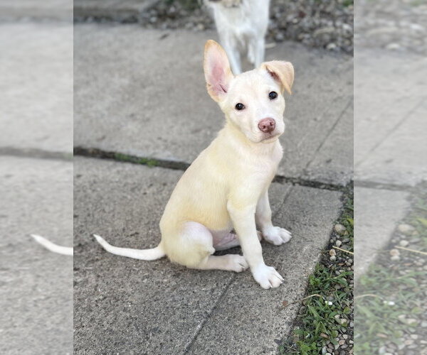 Medium Photo #1 Siberian Husky-Unknown Mix Puppy For Sale in Springdale, PA, USA