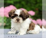 Small #2 Shih Tzu