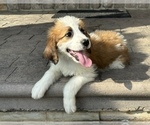 Puppy Puppy 4 Mac Saint Bernard