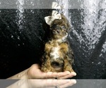 Small Photo #23 Poodle (Toy) Puppy For Sale in WARSAW, IN, USA