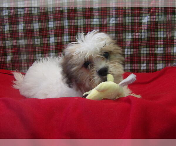 Medium Photo #5 Zuchon Puppy For Sale in PATERSON, NJ, USA