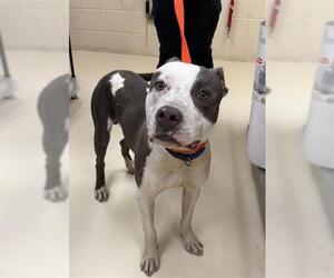 American Pit Bull Terrier Dogs for adoption in Center Township, PA, USA