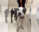 Small American Pit Bull Terrier