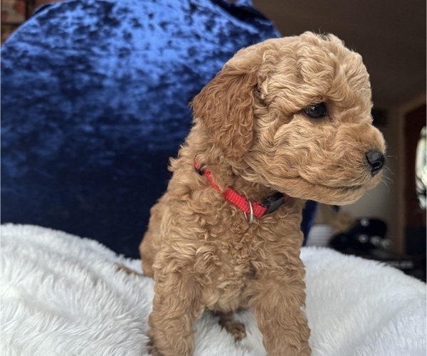 Medium Photo #5 Goldendoodle (Miniature) Puppy For Sale in SAN FERNANDO, CA, USA