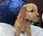 Small #4 Goldendoodle (Miniature)