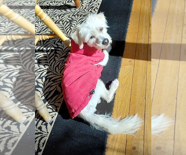 Medium Photo #8 Maltese-Unknown Mix Puppy For Sale in Oak Bluffs, MA, USA