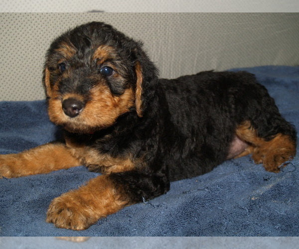 Medium Photo #35 Airedale Terrier Puppy For Sale in CHARLESTOWN, IN, USA