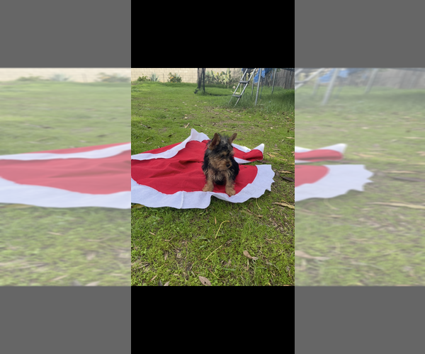 Medium Photo #2 Yorkshire Terrier Puppy For Sale in SAN DIEGO, CA, USA
