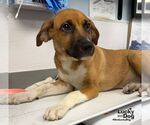 Small #1 Labrador Retriever Mix