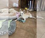Small #2 Chihuahua Mix
